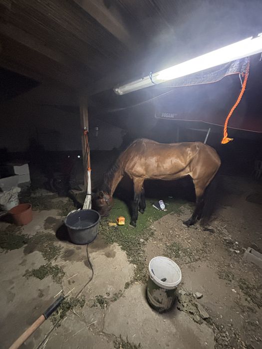 Égua já com uma certa idade