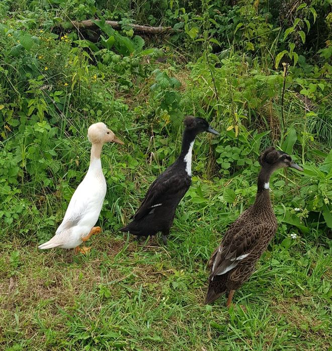 Jaja lęgowe biegusy indyjskie czubate