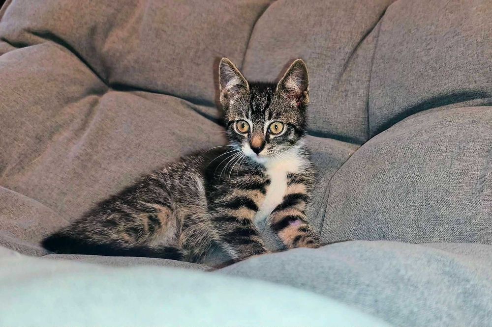 Loluś szuka fajnej chaty..