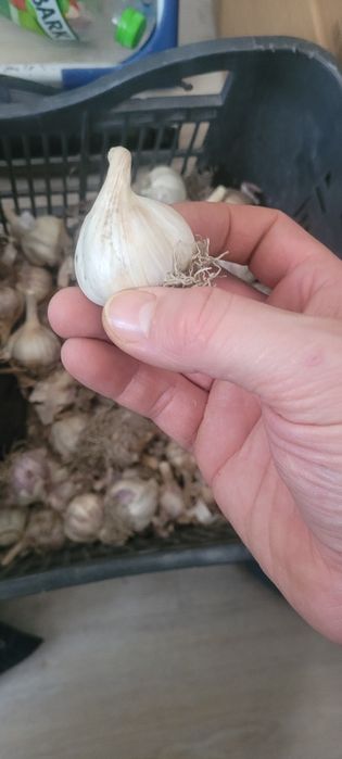 Czosnek harnaś obierany ręcznie