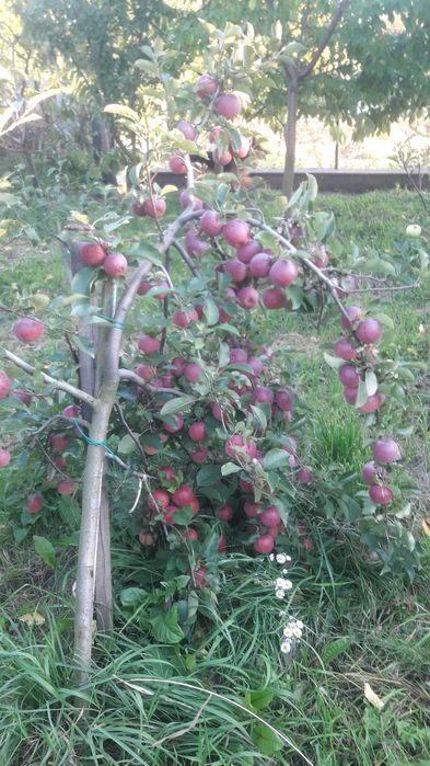 Саджанці фруктових дерев,кущів та квітів у контейнерах