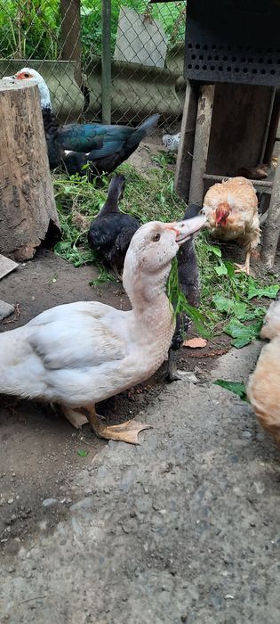 Продам качки-шипуни