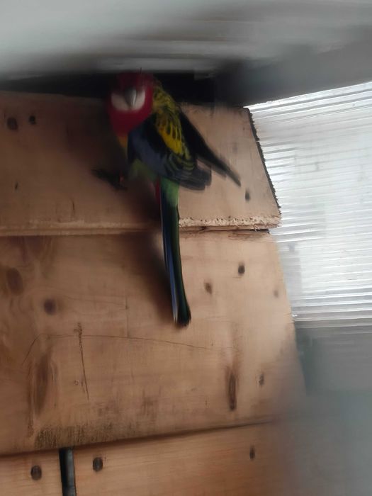 Sprzedam lub zamienię