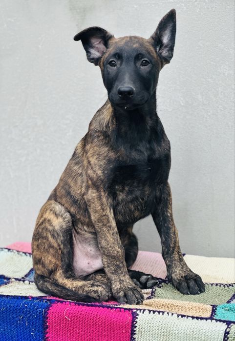 Хердер!- голландская овчарка! Пацан Эрик!