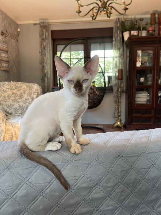 Devon rex kocurek . Rodowod  fpl/ fife