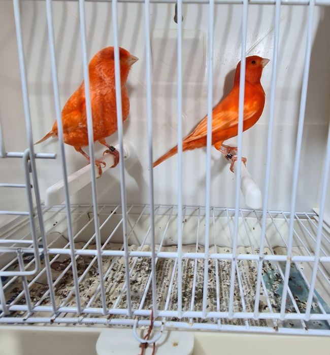 Canários vermelhos
