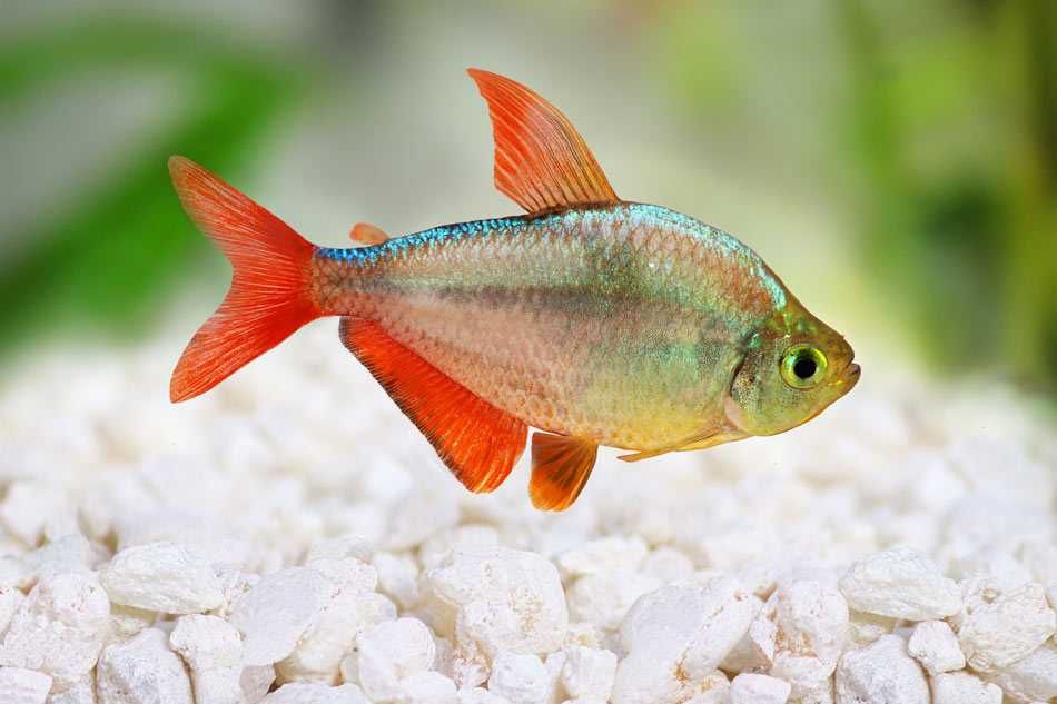 Bystrzyk kolumbijski tylko 6 zł