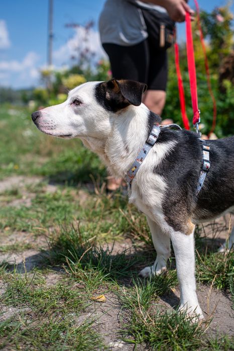 Domiś szuka domku przyjazny