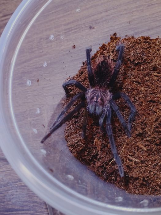 Samiec 4dc Xenesthis immanis  Pająk ptasznik