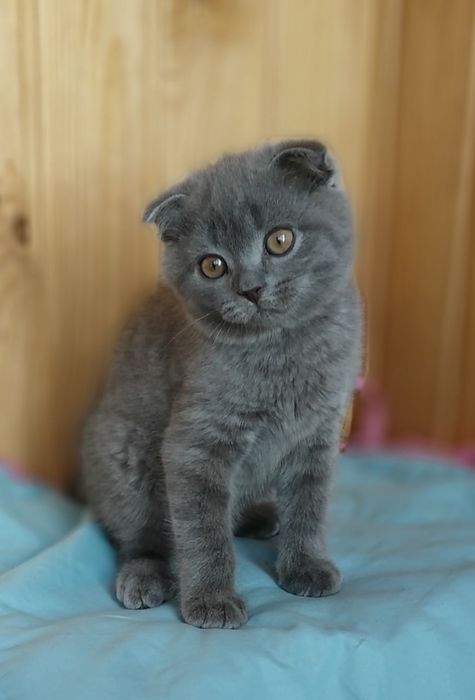 Хлопчики й і дівчата шотландські кошенята