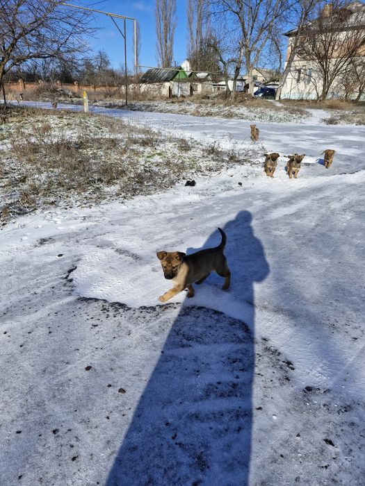 Цуценята в добрі руки