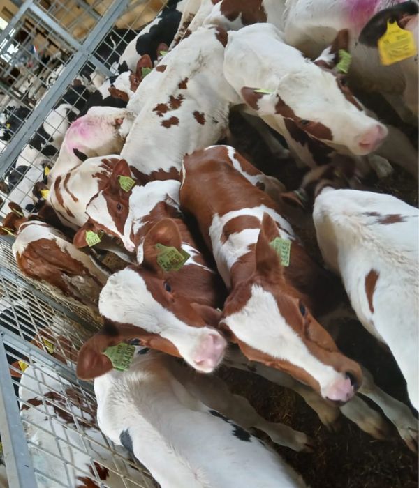 Sprzedam byki miesne