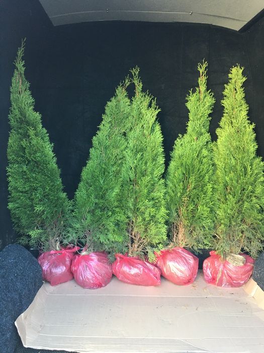 Туя смарагд голд ялівець голуба ялинка