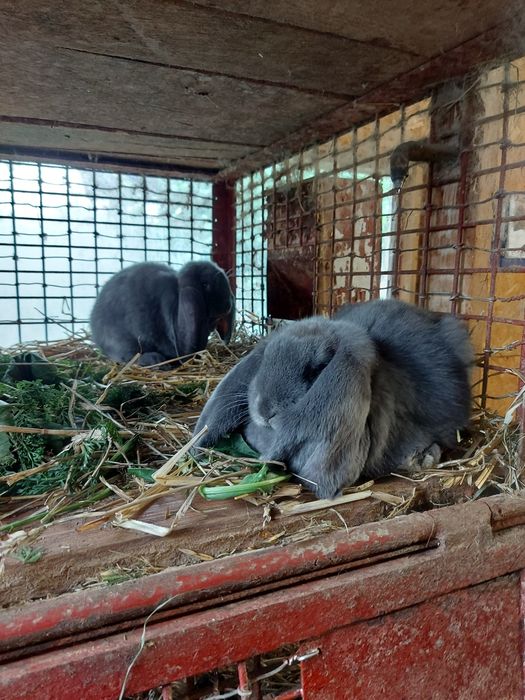 Młode Baran Francuski Niebieski króliki samica samiec FBN królik Parki