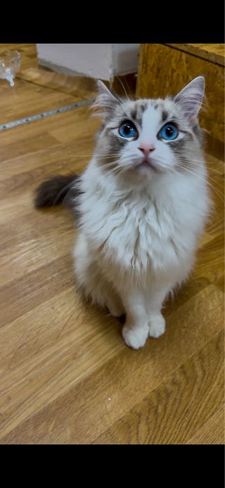 Piękny kotek rasy ragdoll
