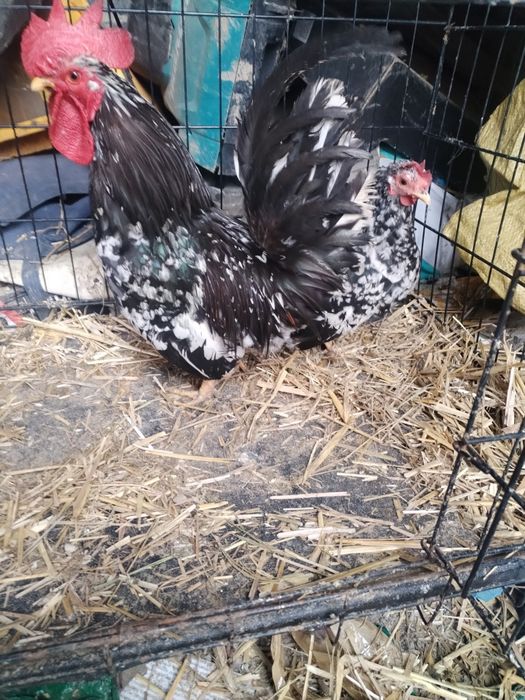 Kury chabo i kochanki miniaturki