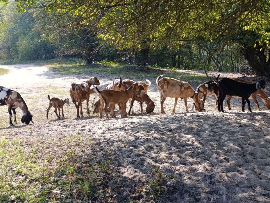 100% англо-нубійські кози