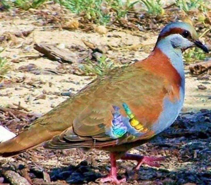Casal de Rolas Phaps elegans de 2025