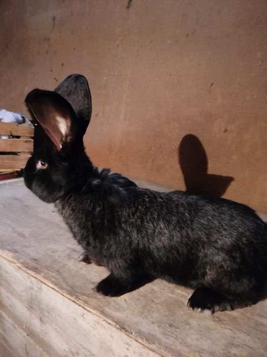 Królik olbrzym belgijski czarny samiec