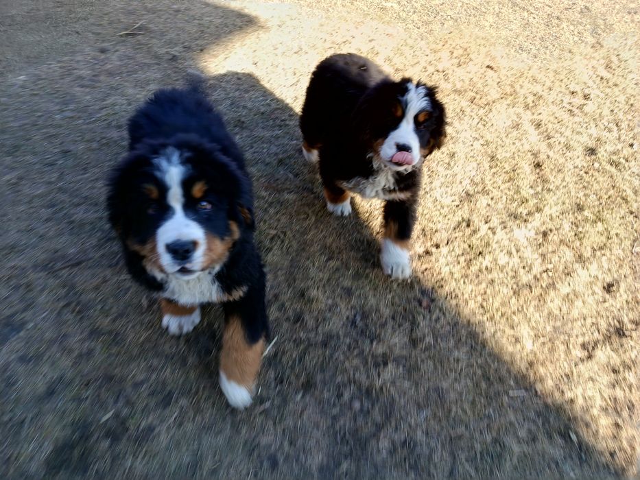 Suczka Berneński Pies pasterski COLA