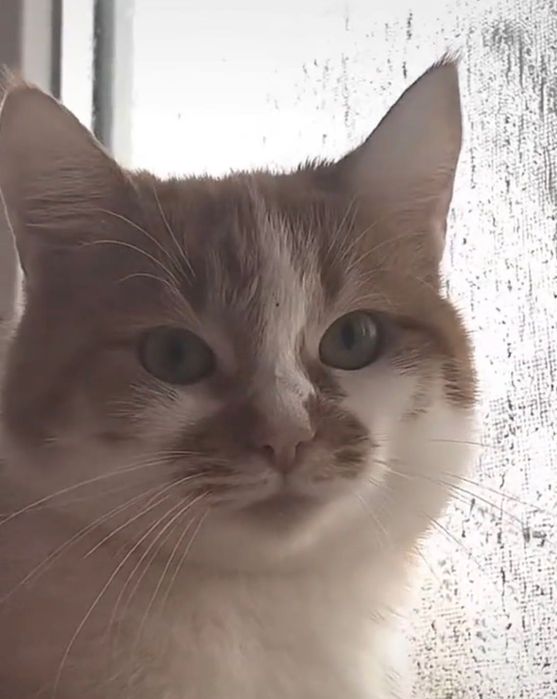 Віддам кішку в добрі руки