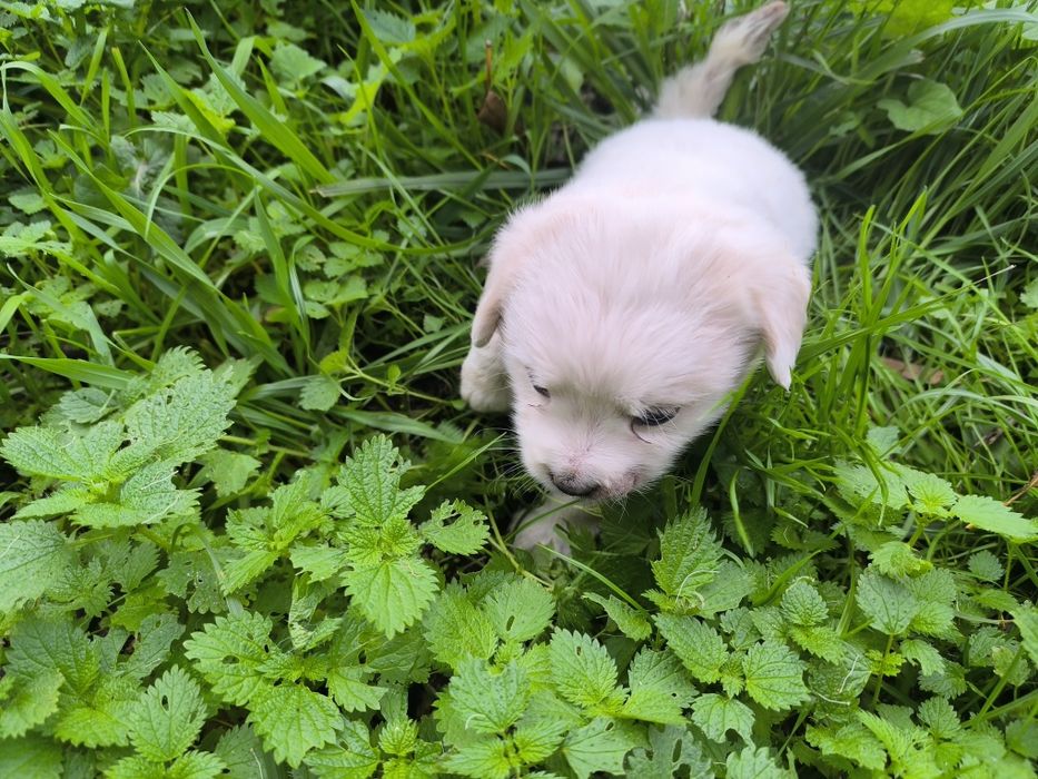 Cãezinhos canixes porte médio