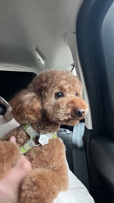 Вʼязка той пудель