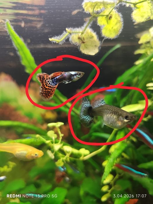 Oddam gupiki samce samice