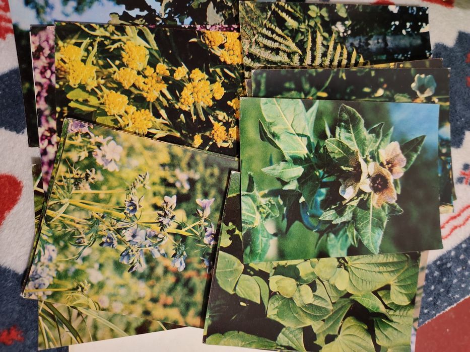 Фотокарточки Открытки 25шт набор Лекарственные растения