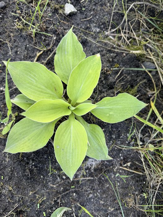 Hosta funkia roslina ogrodowa