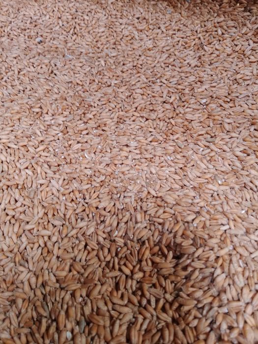 Pszenica pszenżyto jęczmień owies