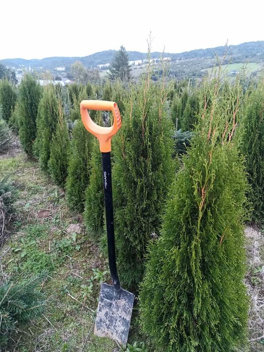 Thuje szmaragd wys. 150 cm - likwidacja szkółki