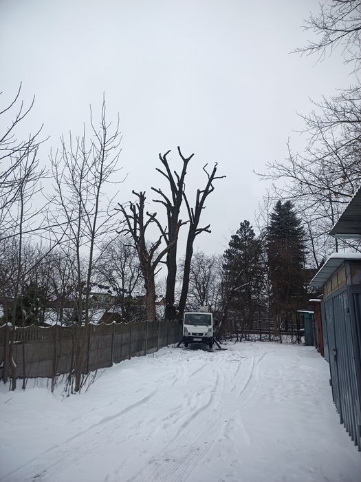 Wycinka i podcinka drzew, wynajem podnośnika z operatorem