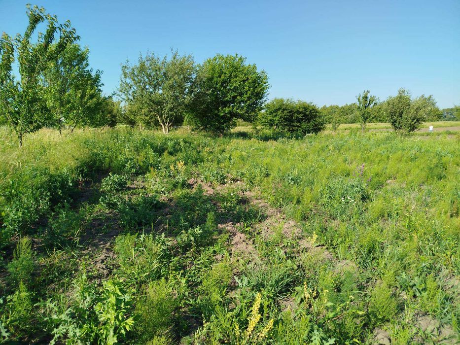 (8) Продам земельну ділянку в с. Медвеже Вушко 8614