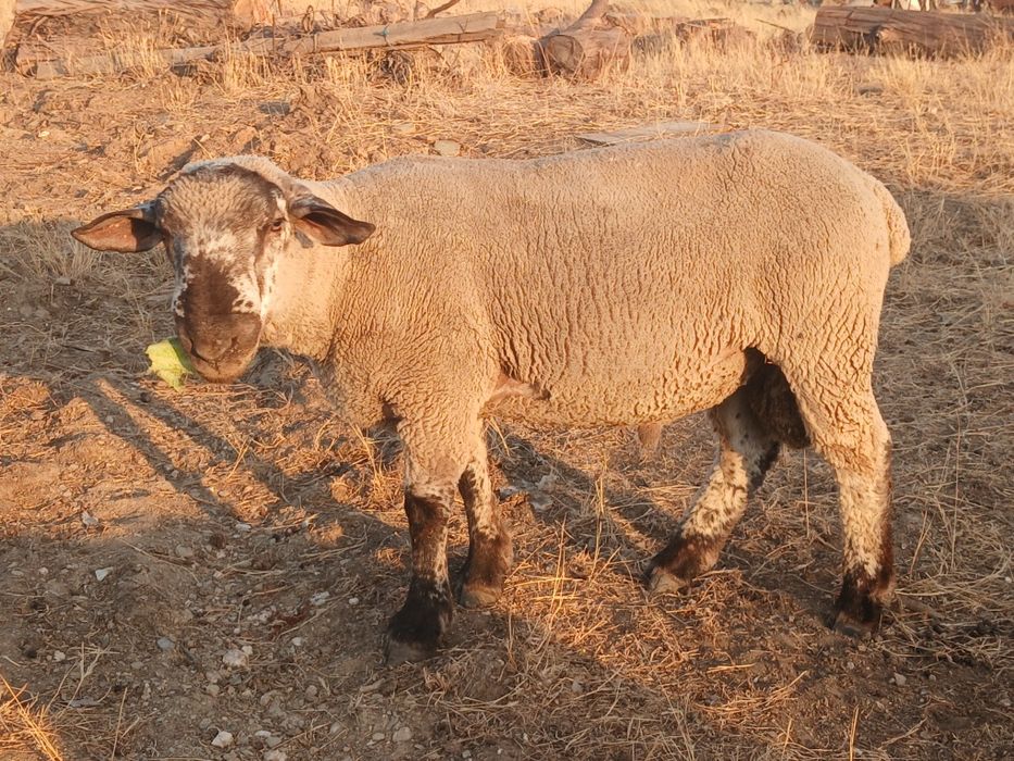 Borrego  Suffolk