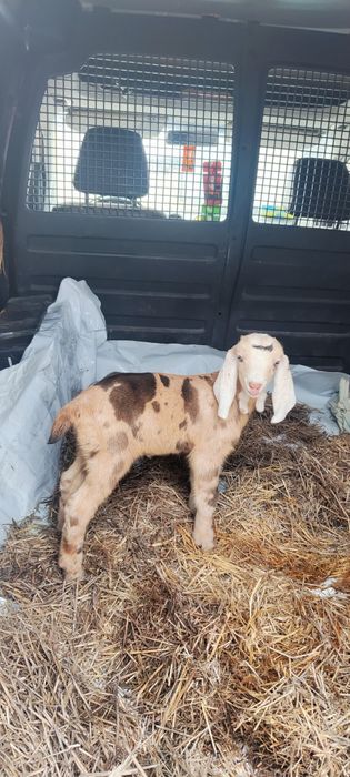 ЗООТАКСИ!Доставка животных.Перевозка собак,кошек,пони,телят,коз и т.д.