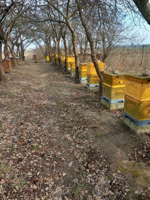 Sprzedam rodziny pszczele