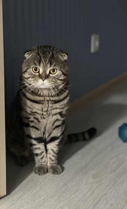 Вязка Британского котика