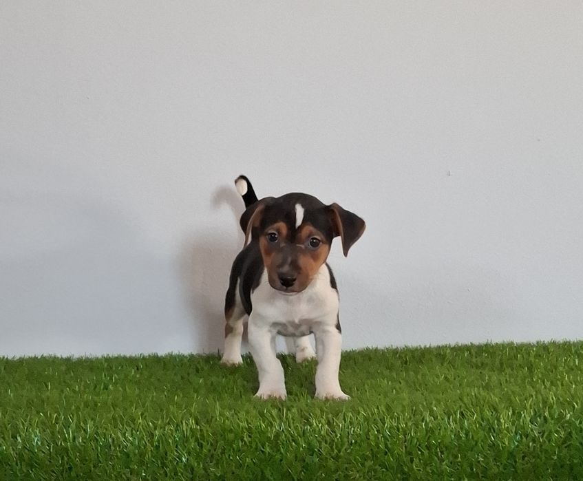 Jack russel terrier
