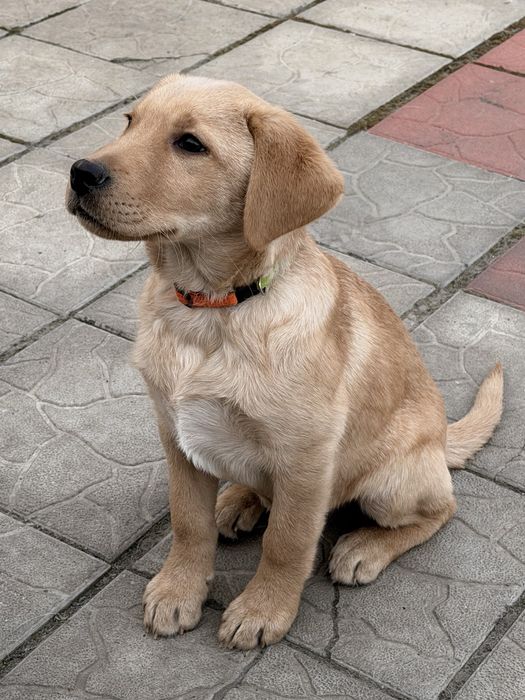 Лабрадор золотистий