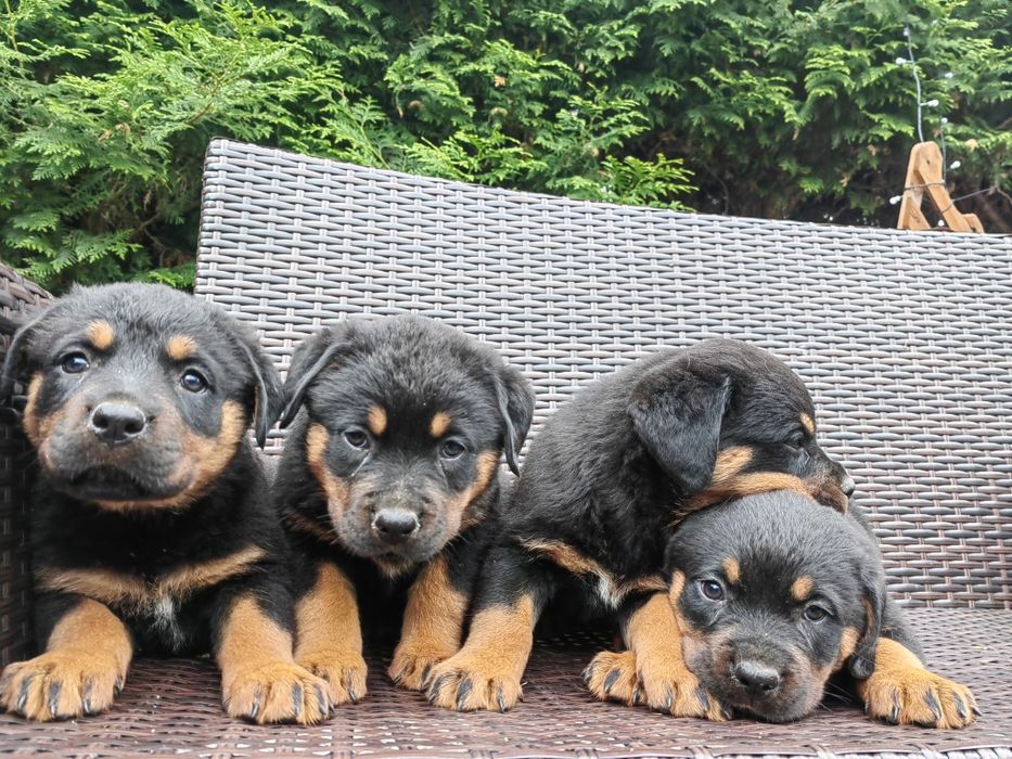 Rottweiler z metryką