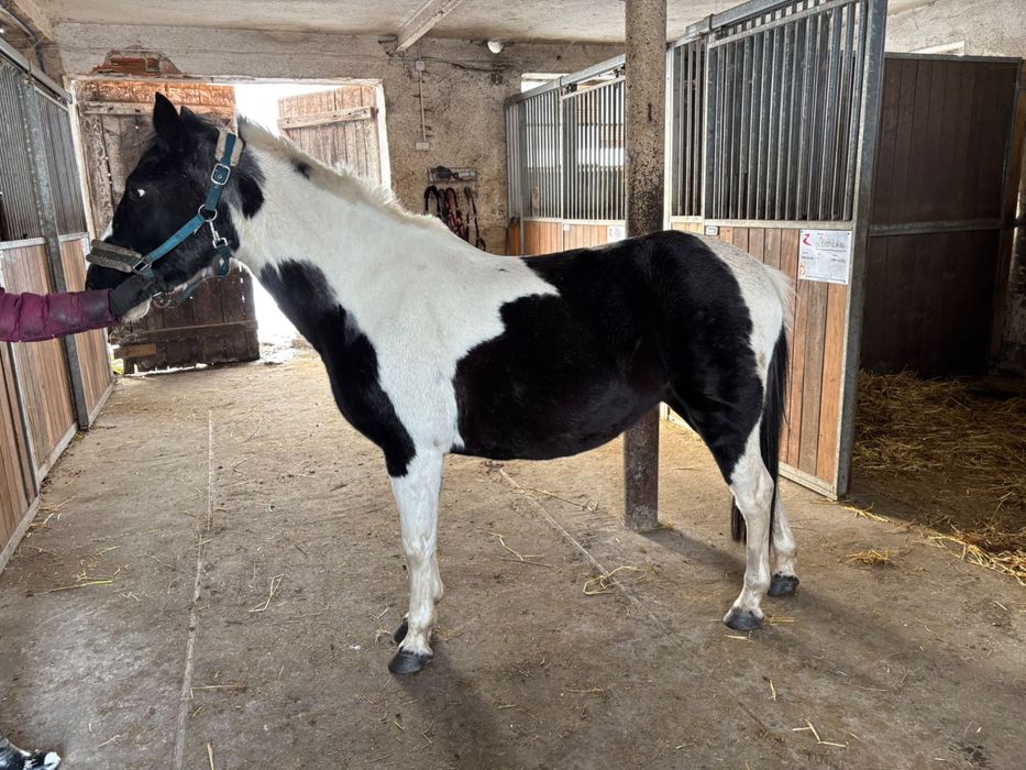 Koń kucyk 145 cm , 15 lat