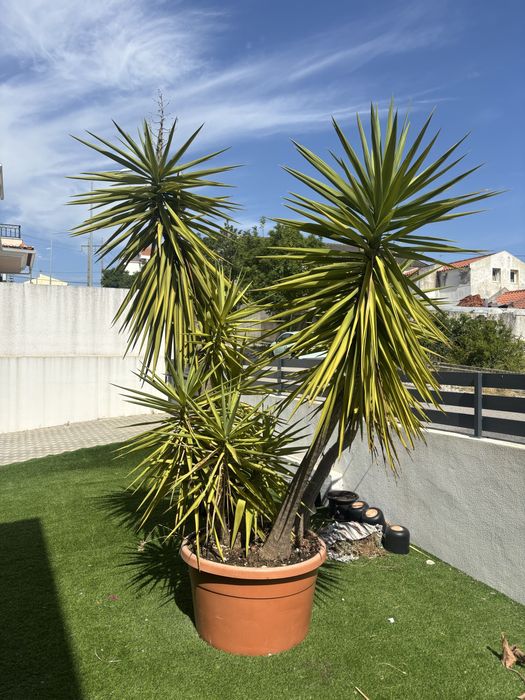 Yucca gigante adulta em vaso – 2,80 m de altura