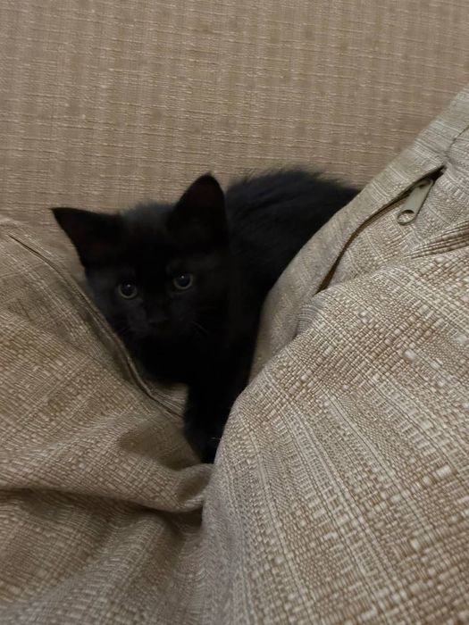 Чорненьке кошенятко район парк Центральний Ірпінь