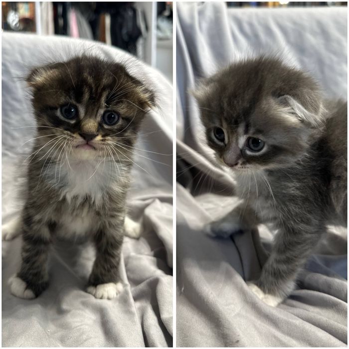 Висловухі кошенята, шотландські котенята