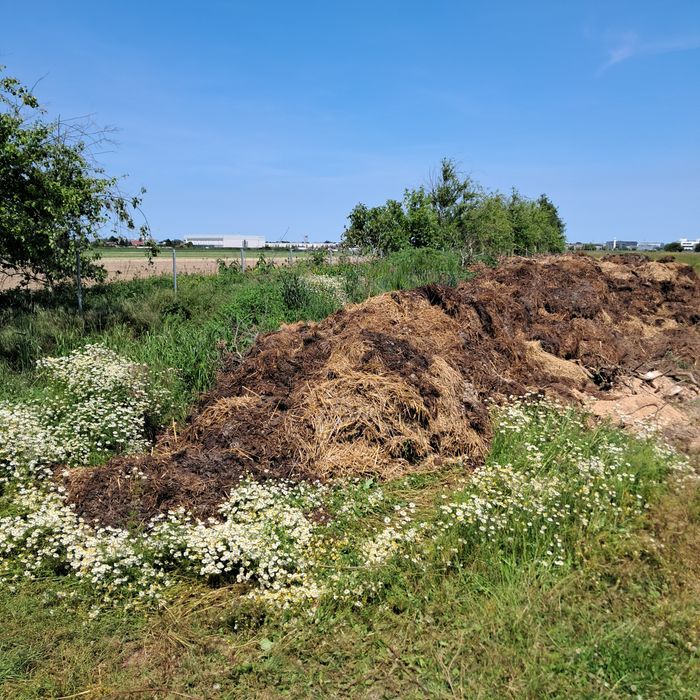 Kompost, obornik świeży za 100zł
