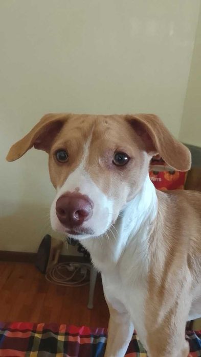 Cão para a adoção
