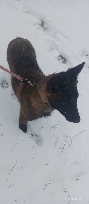 Продам чистокровну собачку