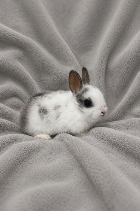 Coelhos anões holandeses (Netherland Dwarf)