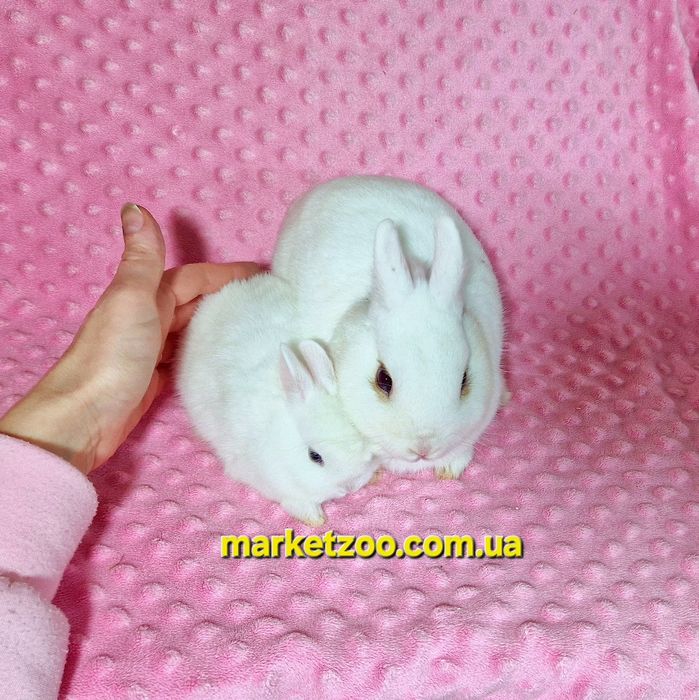 Міні гермелін,найменші кролики,карликові,карликовые,мини,декоративні
